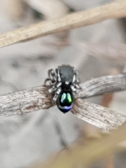 Maratus robinsoni