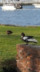 Cairina moschata domestica