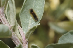 Euproctis semifusca