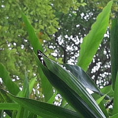 Phaedyma columella singa