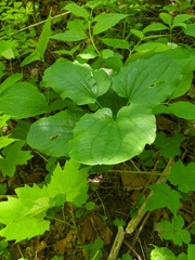 Smilax ecirrhata
