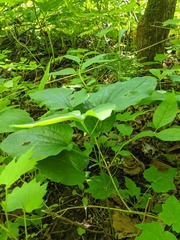 Smilax ecirrhata