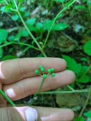 Smilax ecirrhata