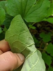 Smilax ecirrhata