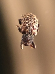 Apteromechus ferratus