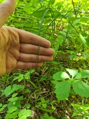 Festuca subverticillata