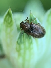 Paratenetus