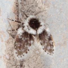 Lepiseodina conspicua