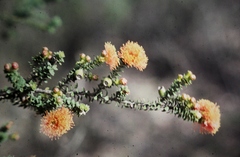 Melaleuca beaufortioides