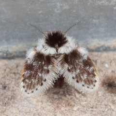 Lepiseodina conspicua