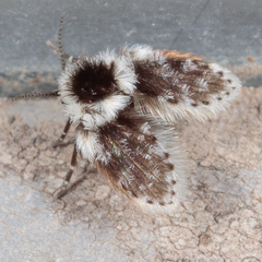 Lepiseodina conspicua