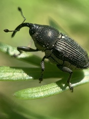 Odontocorynus umbellae