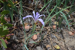 Iris munzii