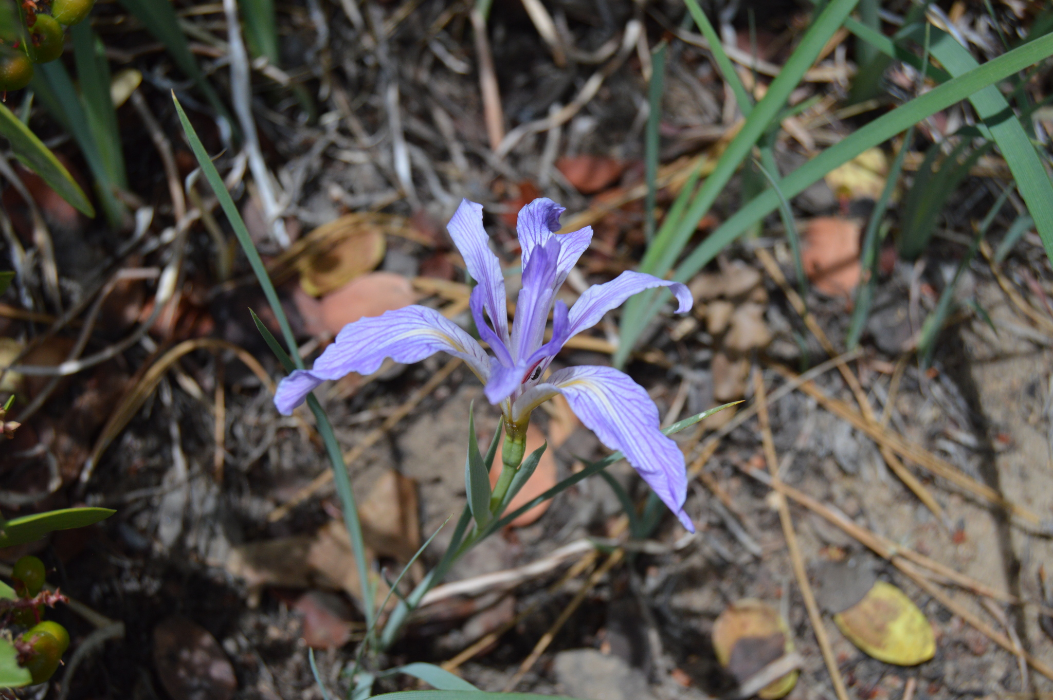 Iris munzii