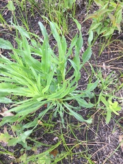 Liatris aspera