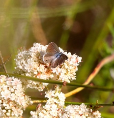 Echinargus isola