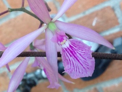 Encyclia adenocaula