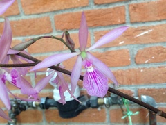 Encyclia adenocaula