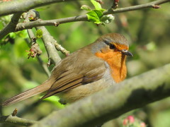Erithacus rubecula