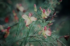 Lechenaultia linarioides