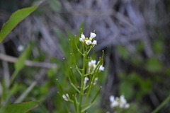 Cardamine breweri