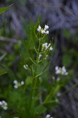 Cardamine breweri