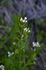 Cardamine breweri