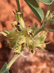 Pediomelum megalanthum