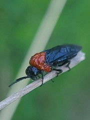 Tethida barda