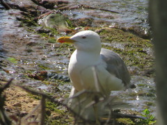 Larus michahellis