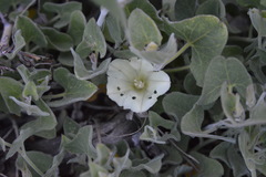 Calystegia malacophylla malacophylla