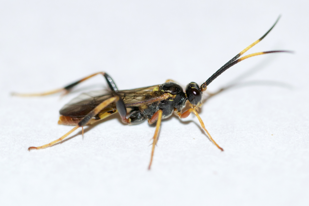 Polytribax contiguus