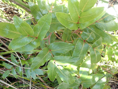 Scandia rosifolia