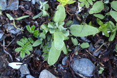Atriplex gmelinii