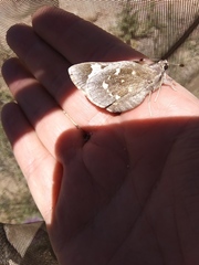 Megathymus streckeri leussleri