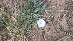Convolvulus ammannii