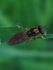 Platycheirus quadratus
