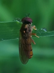 Platycheirus quadratus