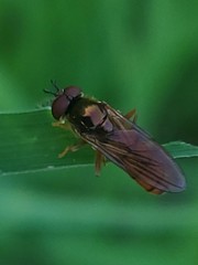 Platycheirus quadratus