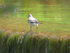 Motacilla alba