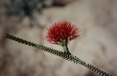 Melaleuca aestiva