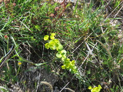 Euphorbia barrelieri