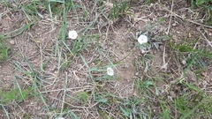 Convolvulus ammannii