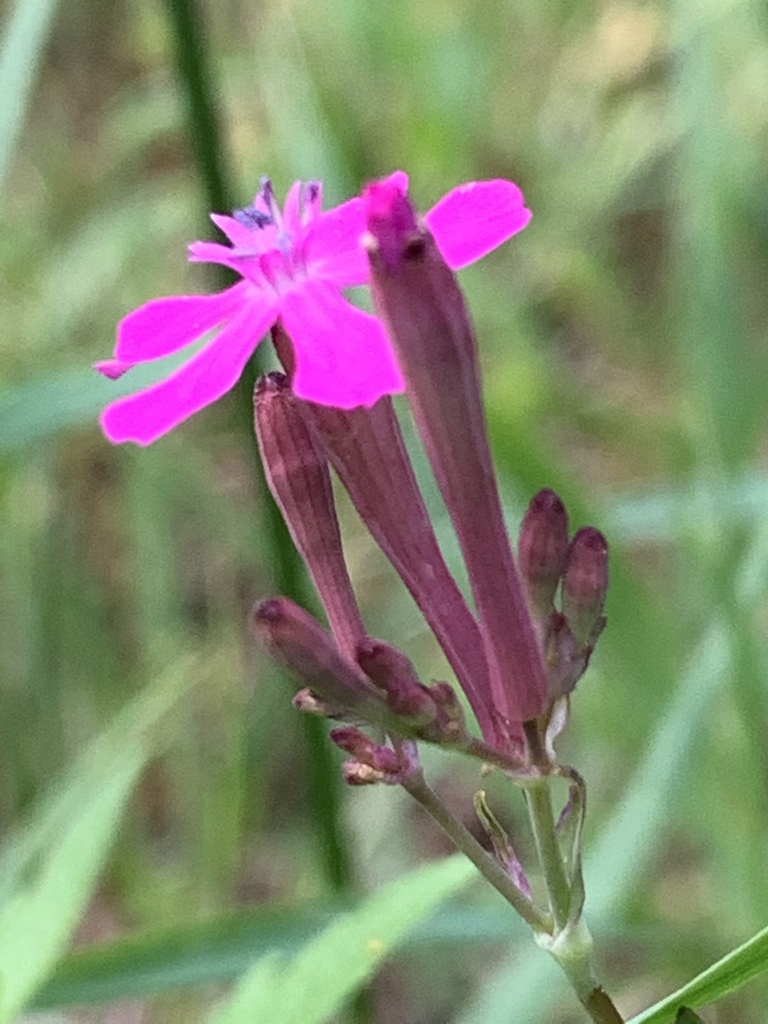 Sweet William Catchfly