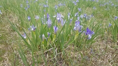 Iris lactea biglumis