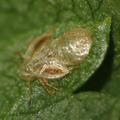 Cacopsylla peregrina