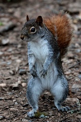 Sciurus alleni