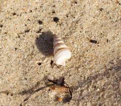 Plesiotrochus monachus