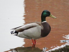 Anas platyrhynchos