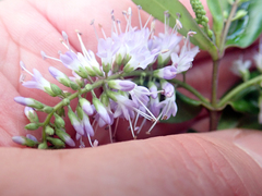 Veronica bishopiana